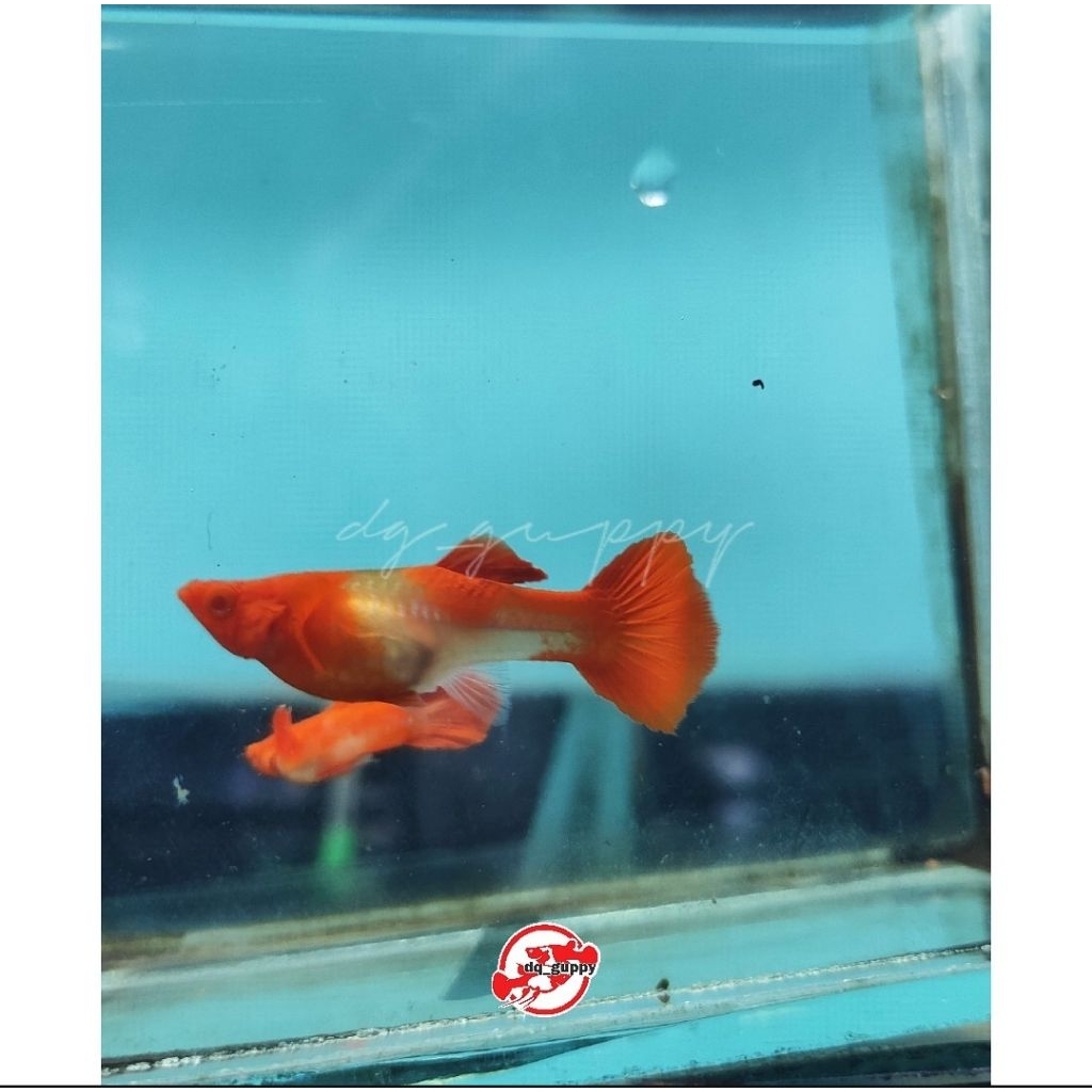 

hiasan aqaurium Albioo Koi Red Ear