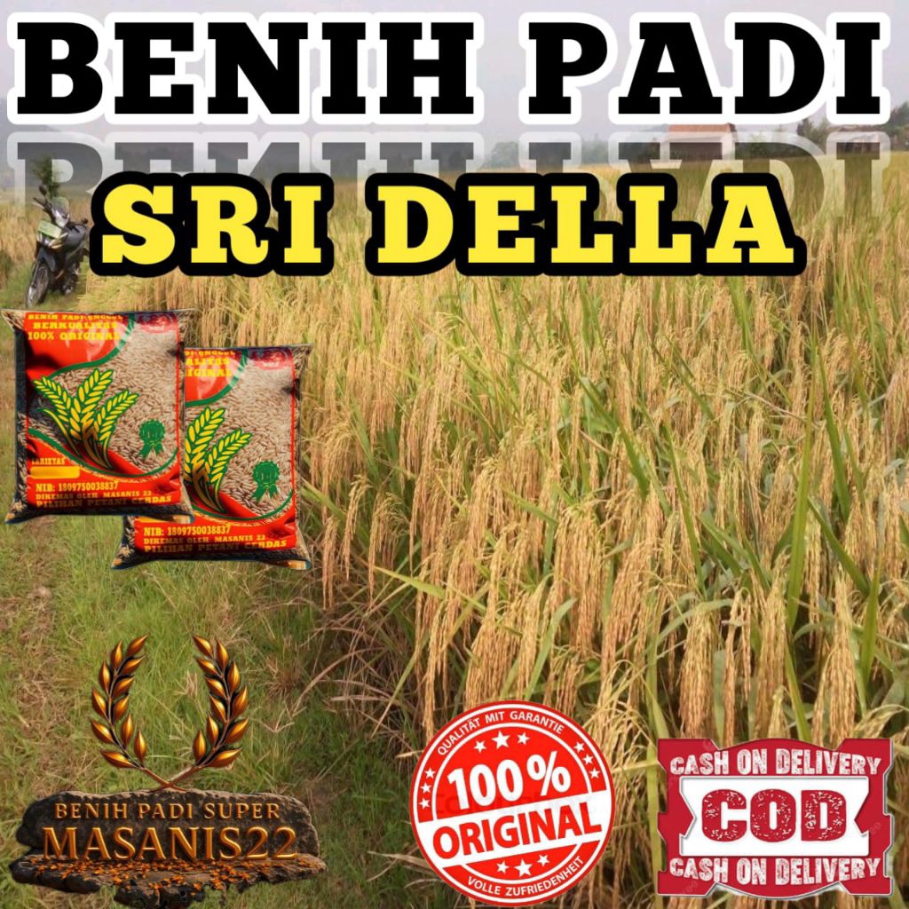 BENIH PADI SRI DELA ORIGINAL KEMASAN 1KG