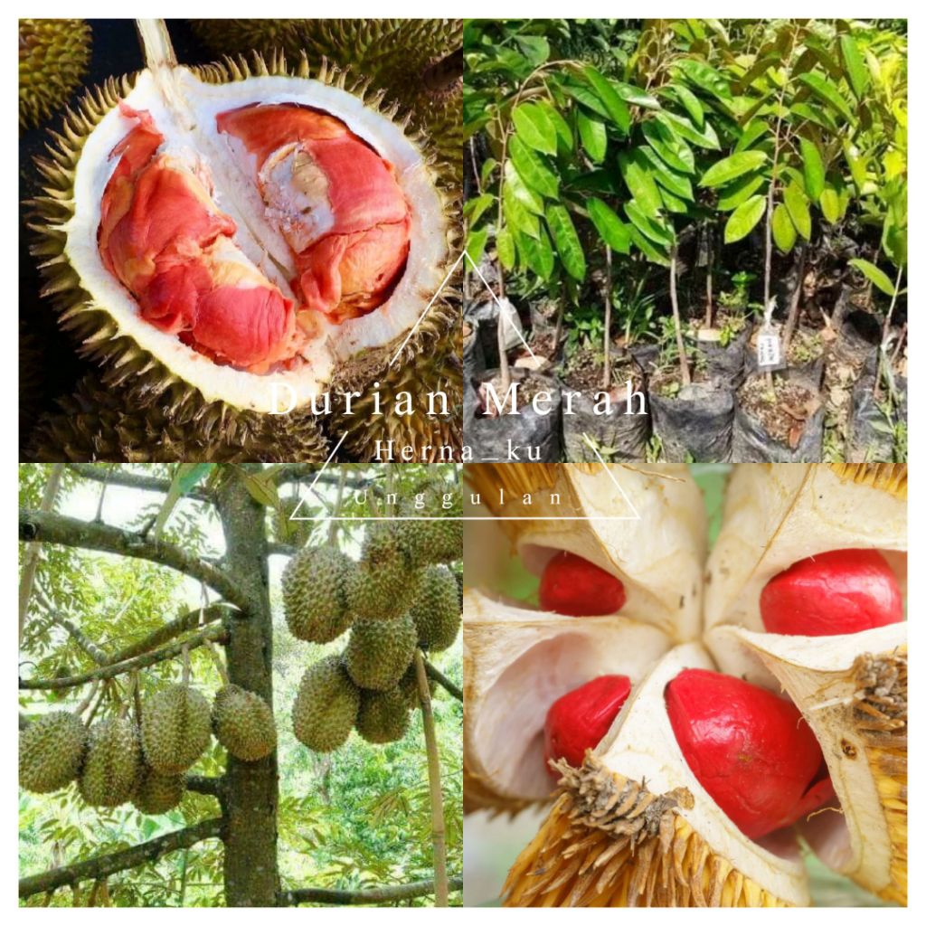 Bibit DURIAN MERAH Unggulan Asli