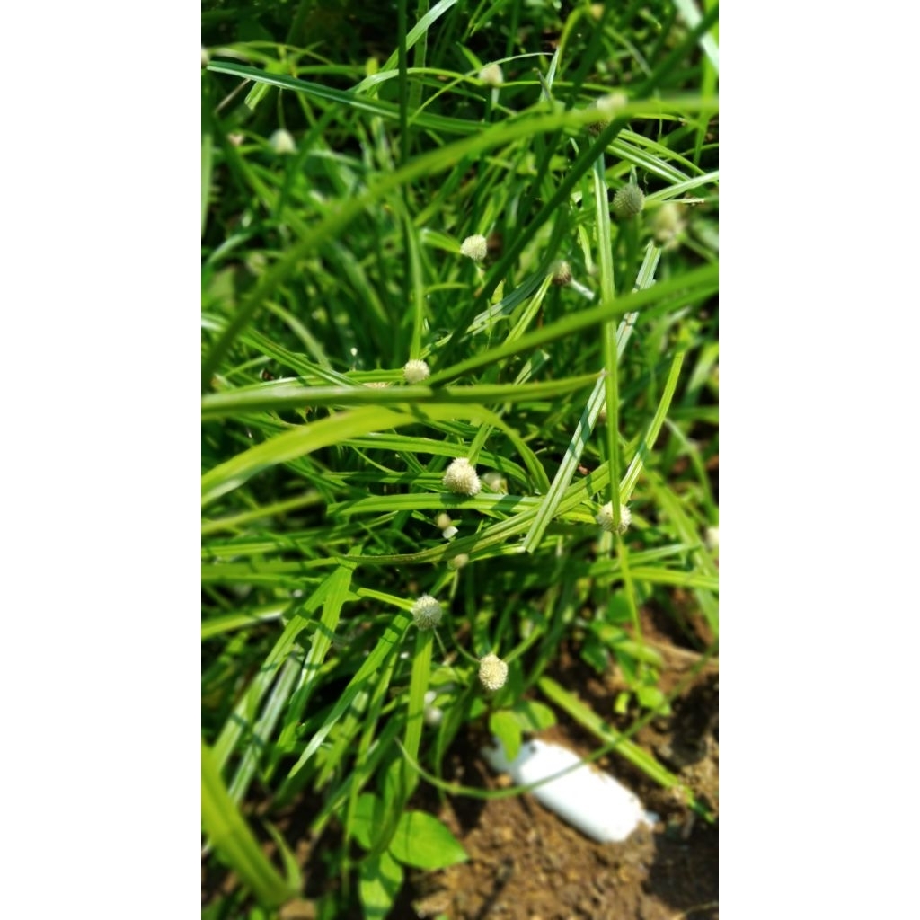 

Rumput teki segar dari daun sampai akar 50 gram