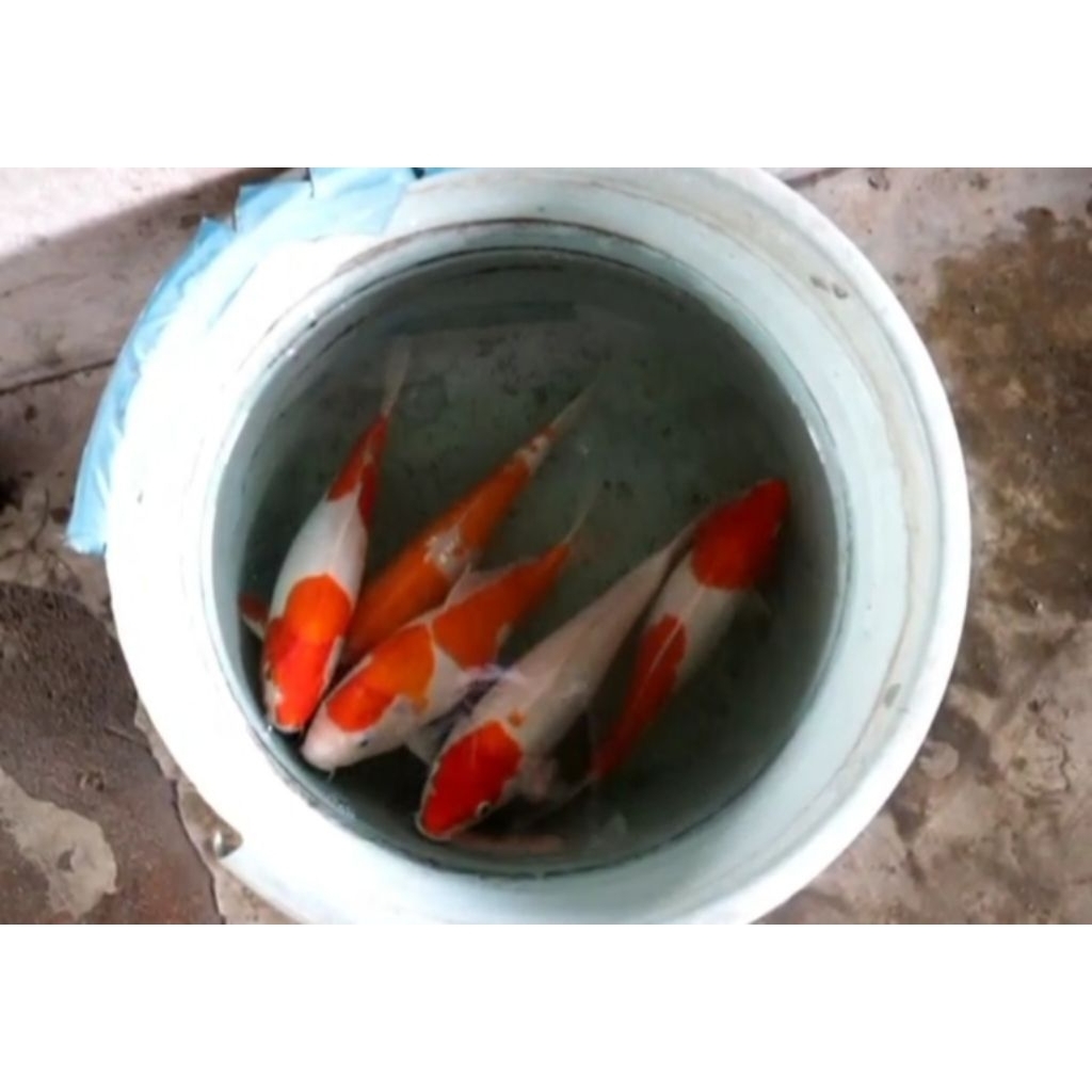 Paket Ikan Koi isi 5 Jenis Kohaku Doitsu 30cm Up
