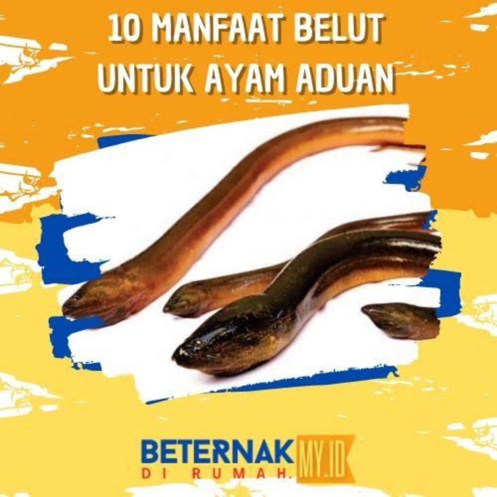 

belut sawah buat nganyir ayam bangkok aduan