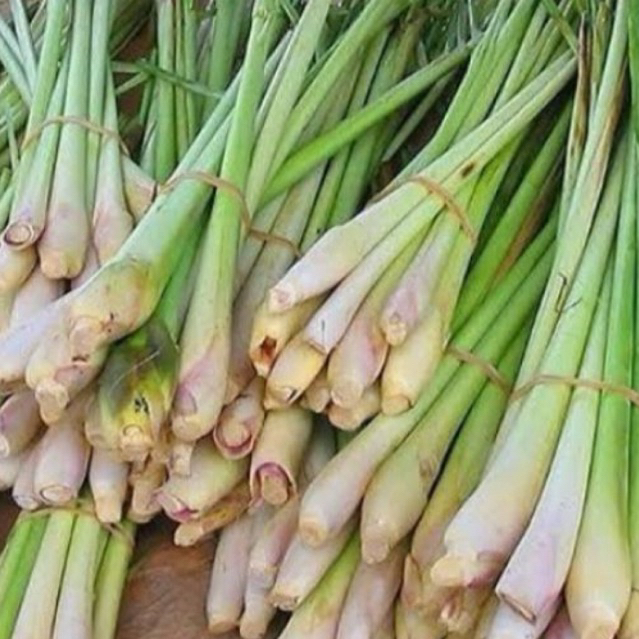 

3tangkai Sereh bumbu dapur/ Sereh wangi/ Sereh herbal termurah