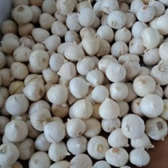 bawang tunggal lanang 1kg