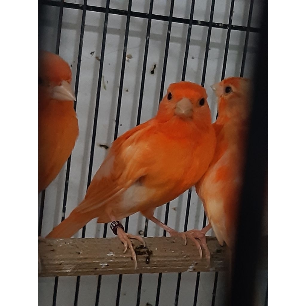 Kenari merah lokal bahan jantan betina ready