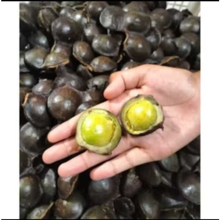 

Jengkol Muda kulit 1kg / Jengkol Muda