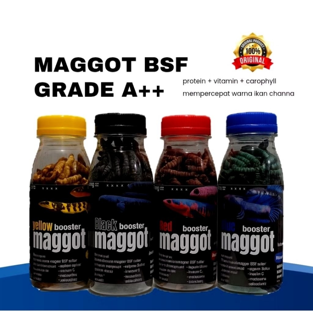 MAGGOT BSF GRADE A++ PAKAN IKAN HIAS
