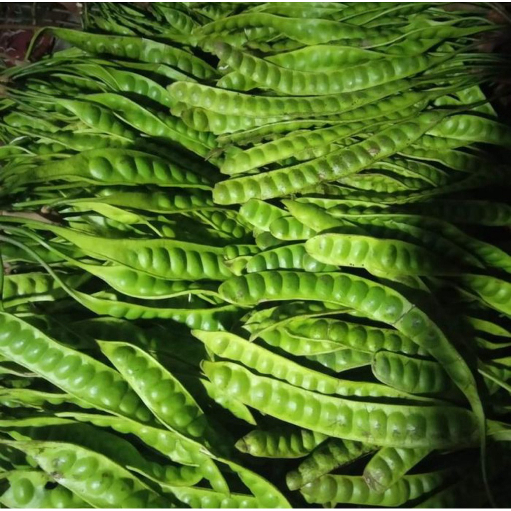 

Buah Sayur Pete Petai Segar Tua Fresh Lalapan Per Batang Papan