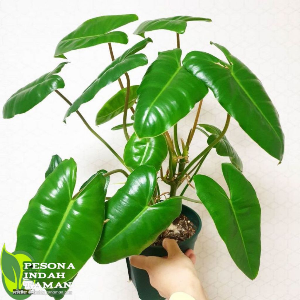 Philodendron burle marx - philodendron brekele - burle marx - philo brekele -