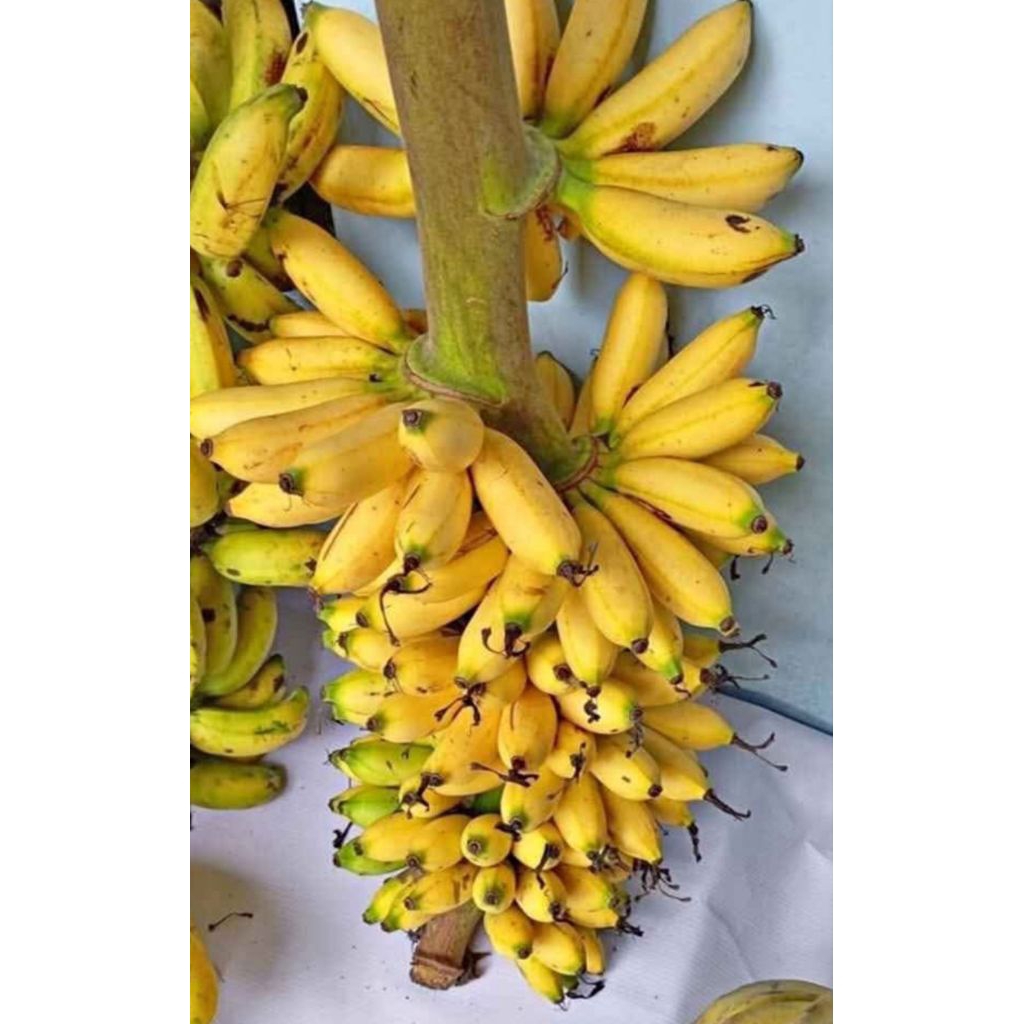 

PISANG PUTRI / EMAS 1 TANDAN LEBIH MURAH