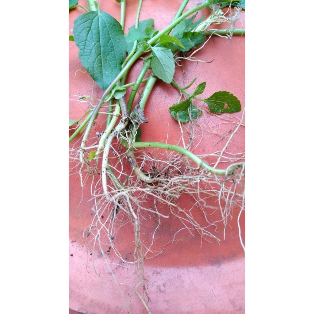 

Akar badotan atau babadotan segar 100 gram