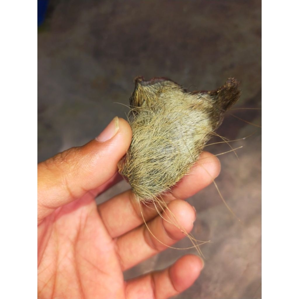 Kulit Kebo landoh syeh jang kung