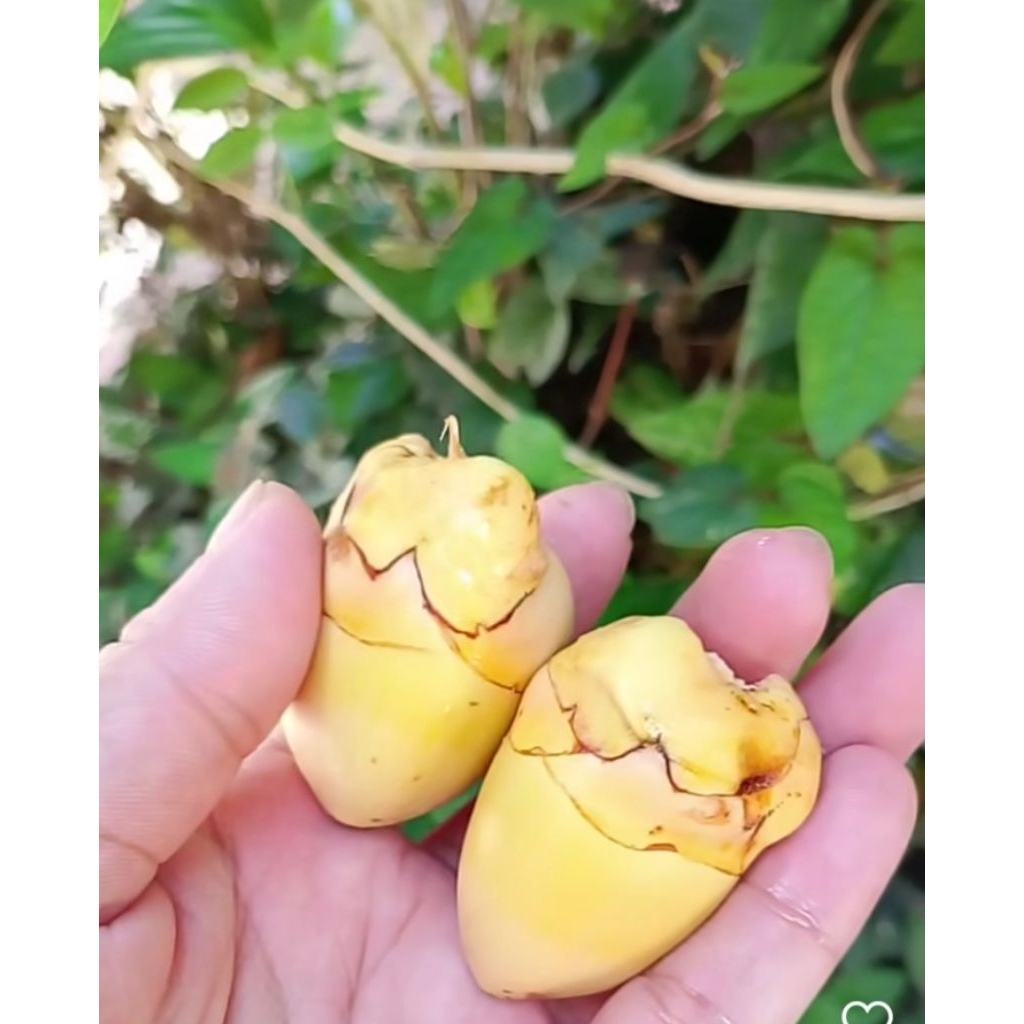 

Beluluk kelapa muda segar 10 butir