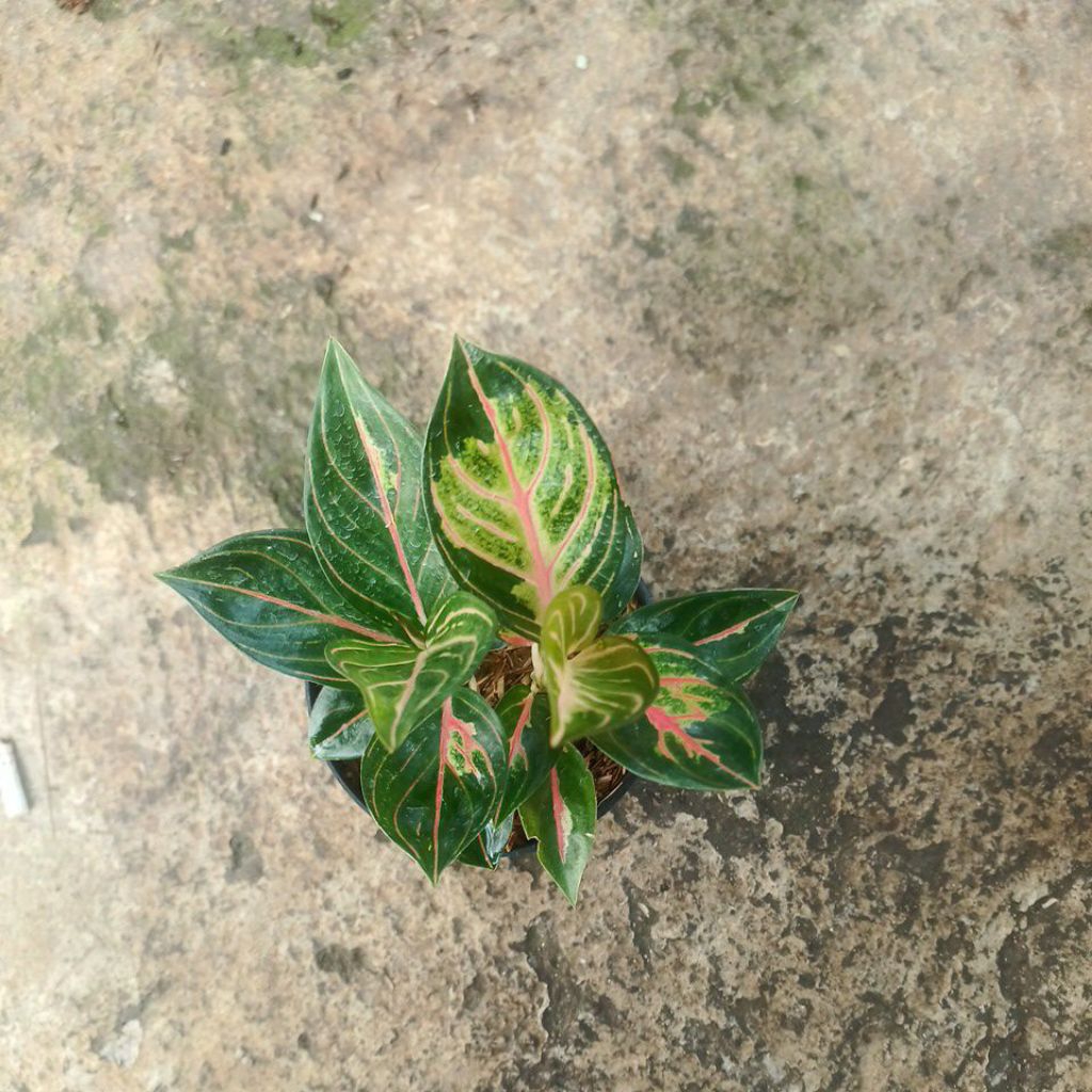 aglonema crown of siam