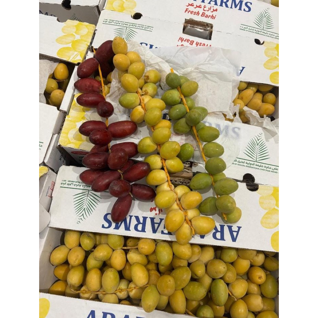 READY KURMA MUDA BARHEE PROMIL/KURMA MUDA