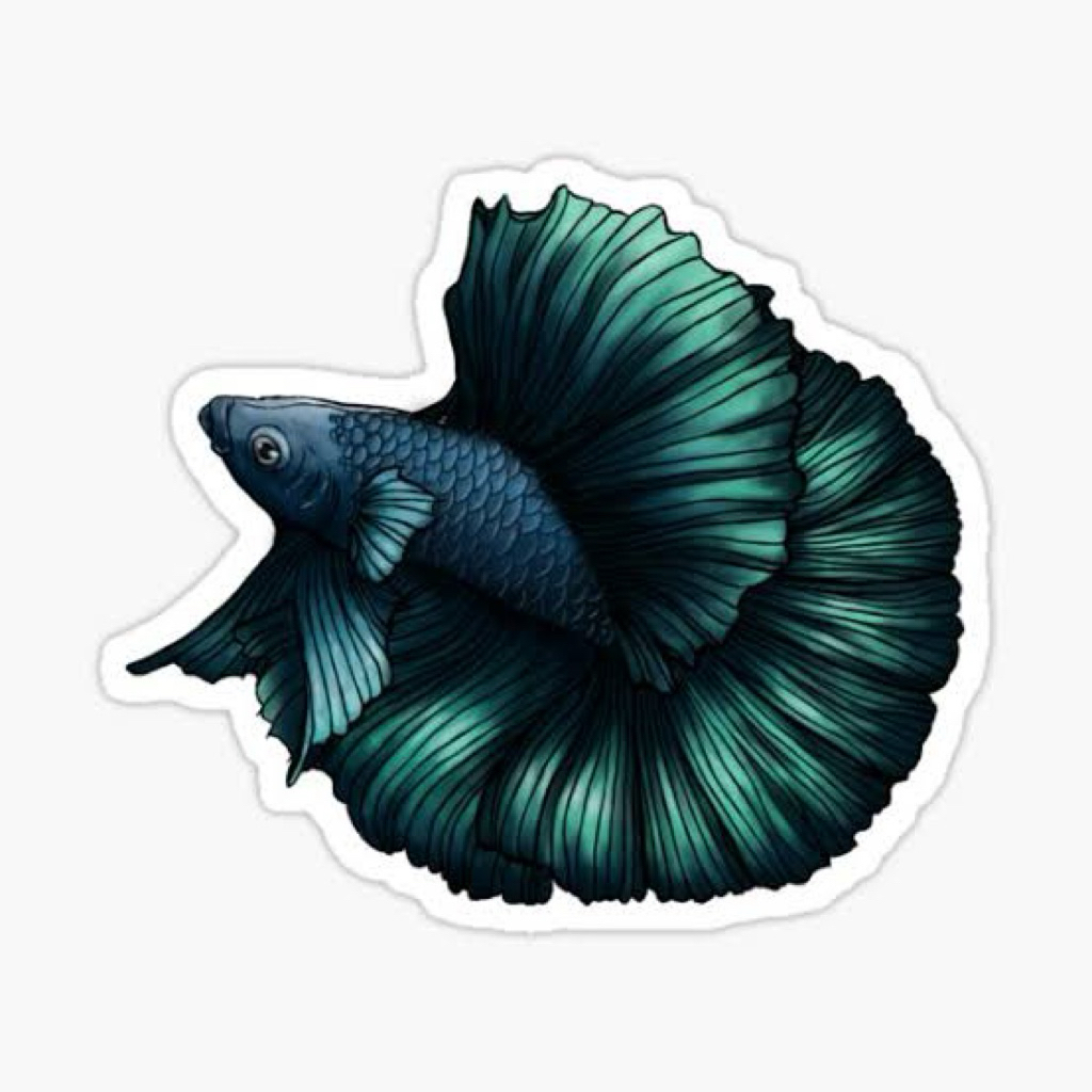 Sticker Ikan cupang dumbo ear