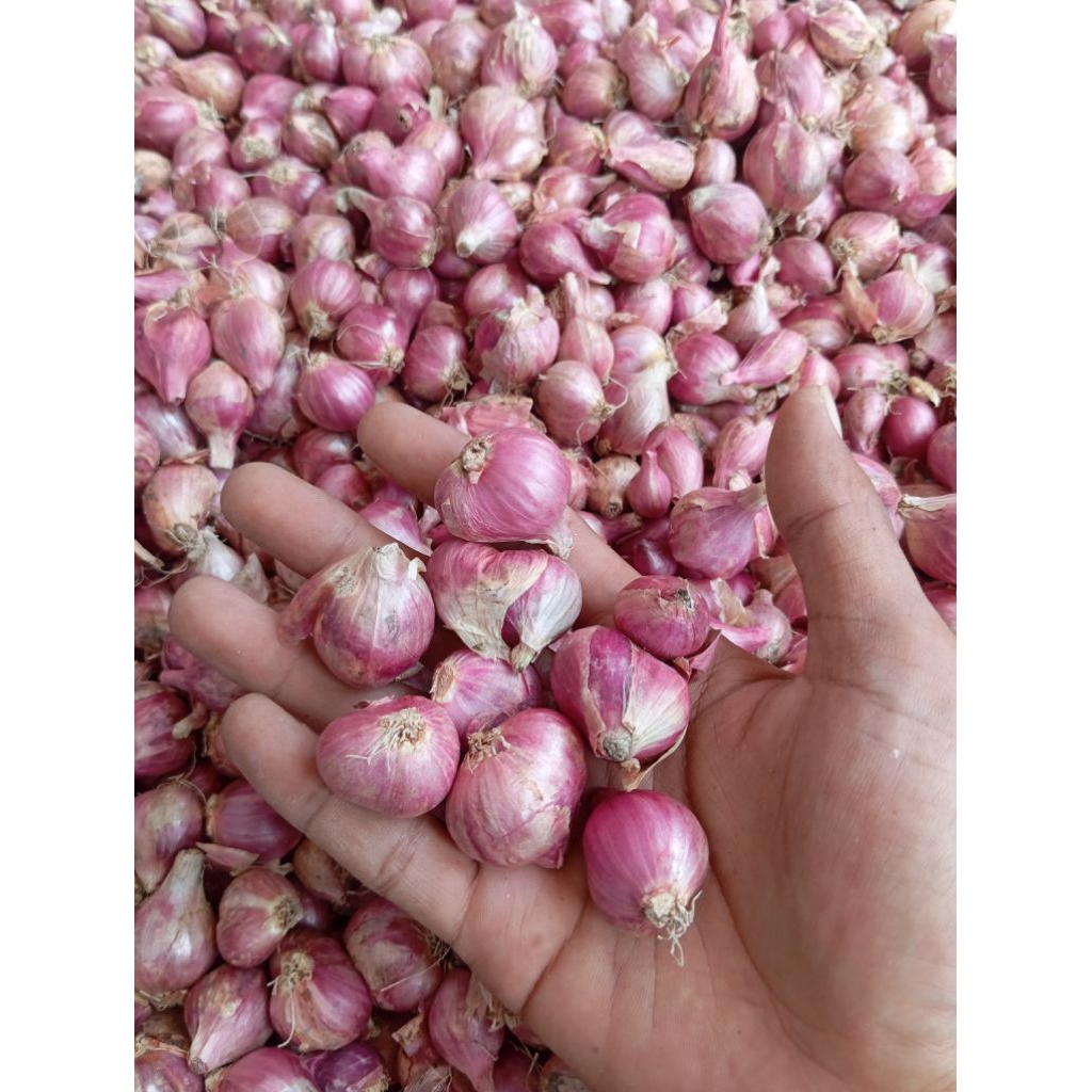 

bawang merah tanggung besar
