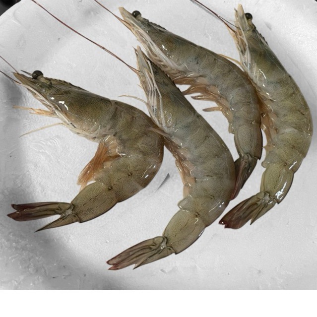 

Udang Fresh Besar size40