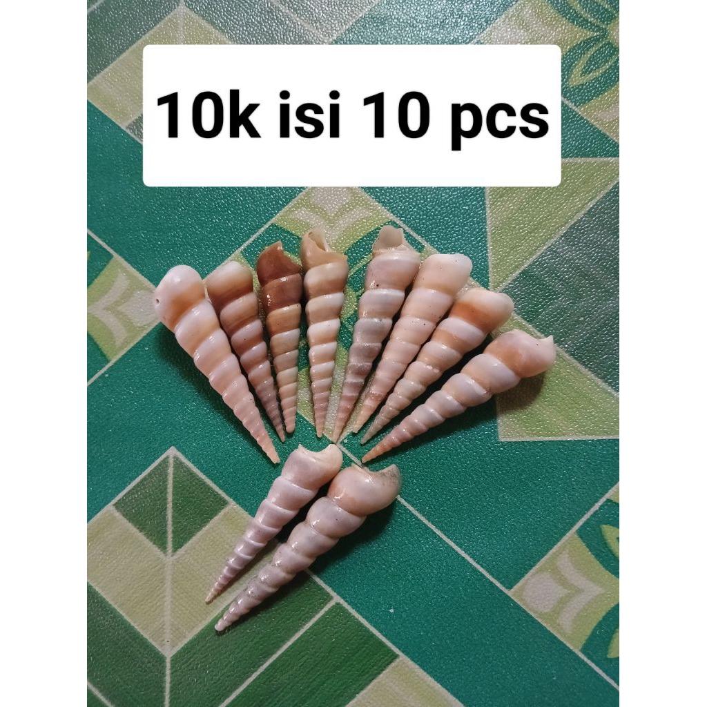 kerang kerucut belincong untuk hiasan akuarium atau hiasan meja