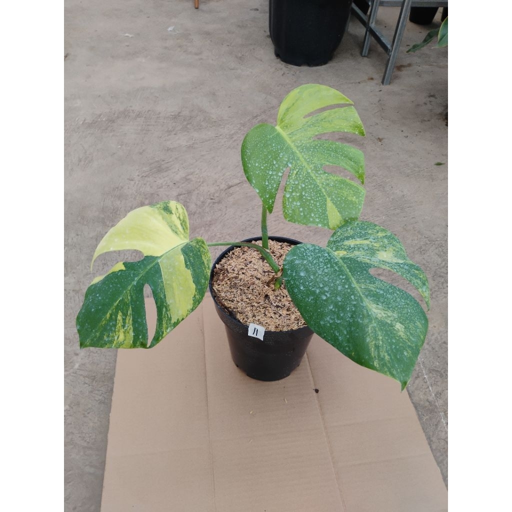 Tanaman hias Philodendron Monstera Varigata kuning/Monstera Aurea