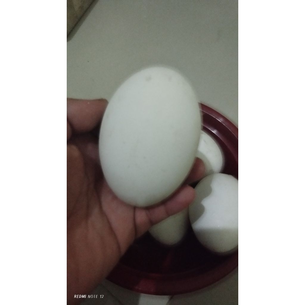 

Telur konsumsi Angsa/soang fresh