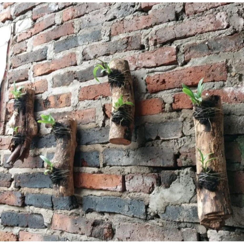 Media tanam anggrek kayu kopi kayu jati kayu berkualitas