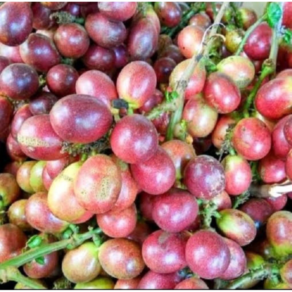 

Matoa freshh 500 gramm lokal pati