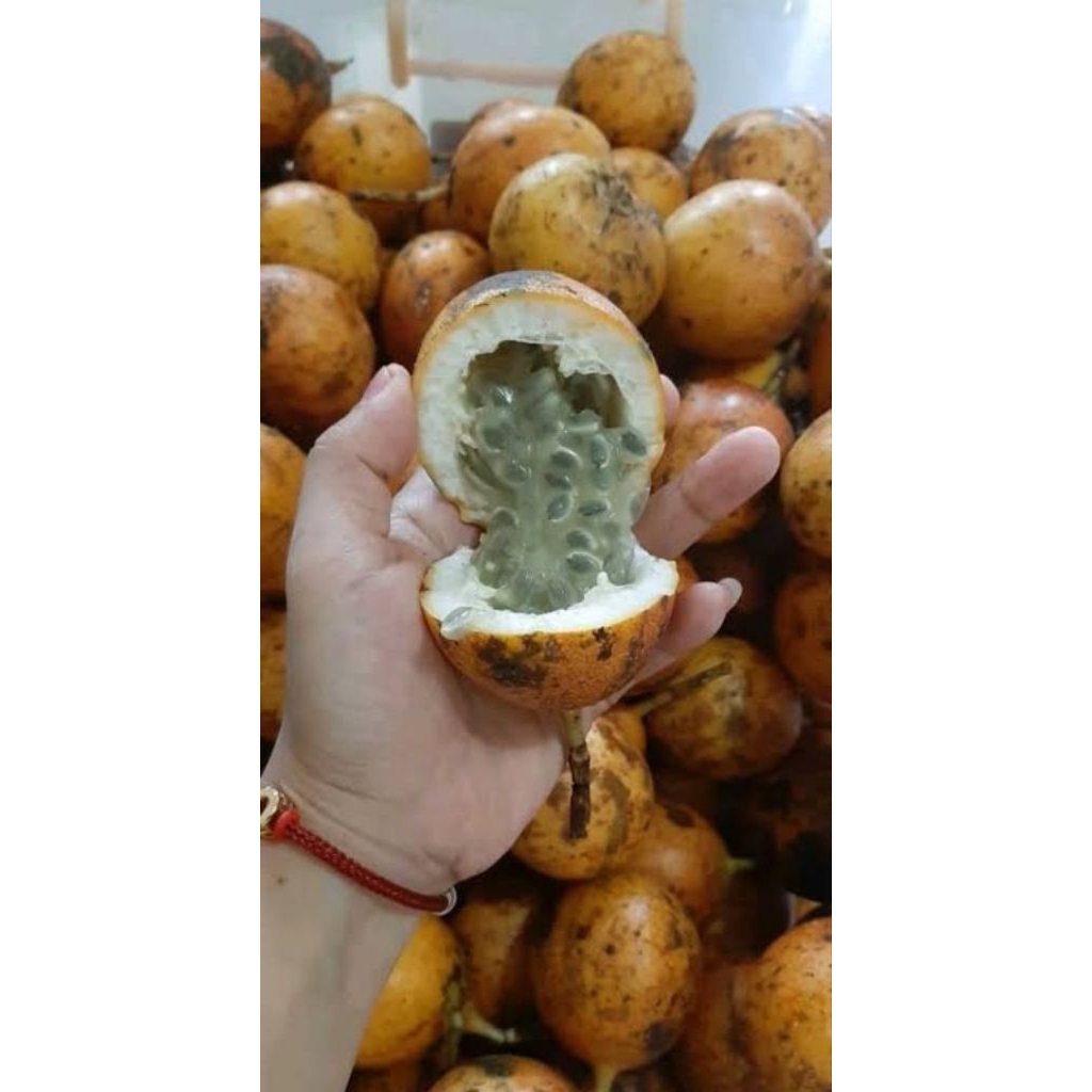 

Buah konyal (markisa gunung)