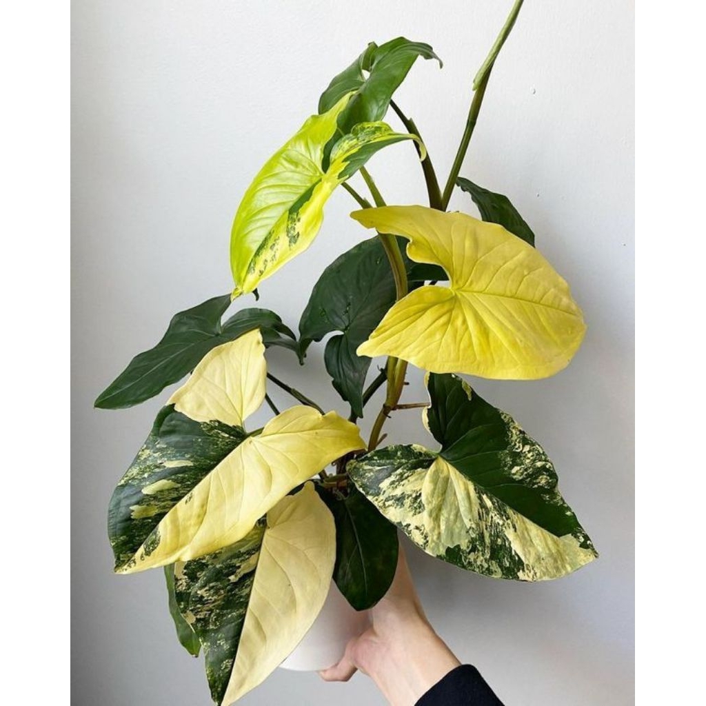 syngonium yellow varigata