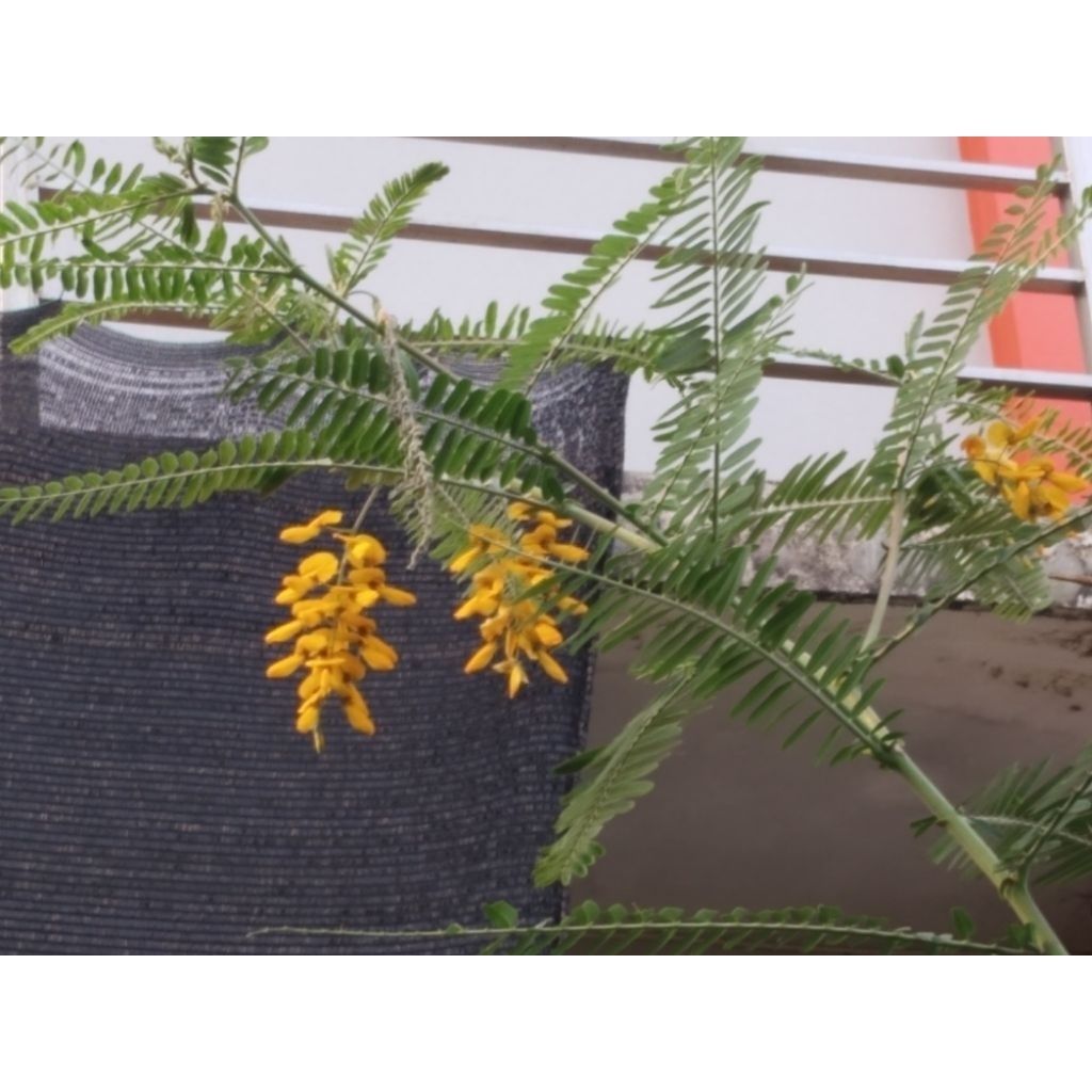 Bunga Turi kencana atau Turi kuning harga/dompol (kami juga menjual klentangkering, bibit siap tanam