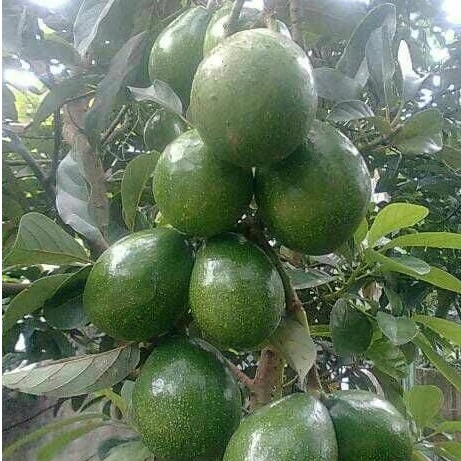 entres alpukat kendil super jumbo - pucuk mata tunas alpukat kendil