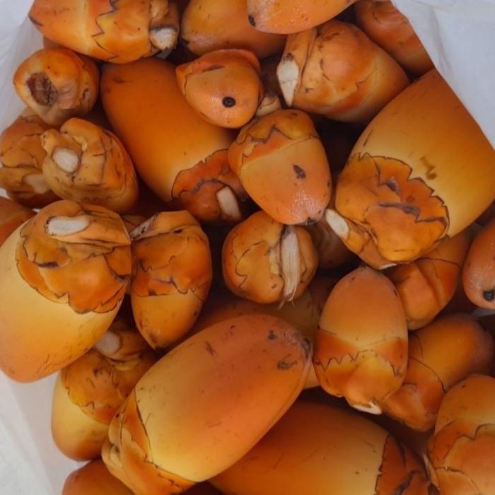 

JUAL BELULUK TEMBULUK KELAPA // OBAT HERBAL KAYA MANFAAT // KONDISI BARU