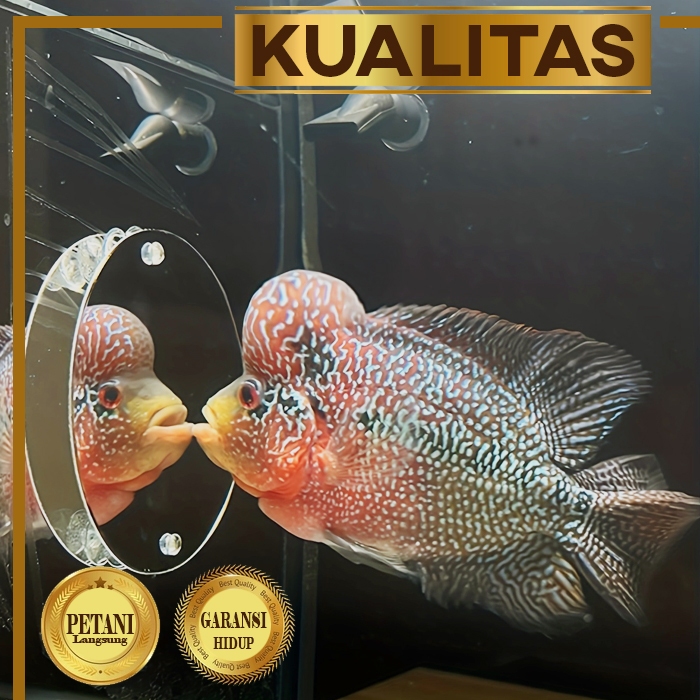 Louhan Cilnong (Kecil Sudah Jenong) SRD Ikan Predator Hiasan Aquarium Tanaman Air Aquascape