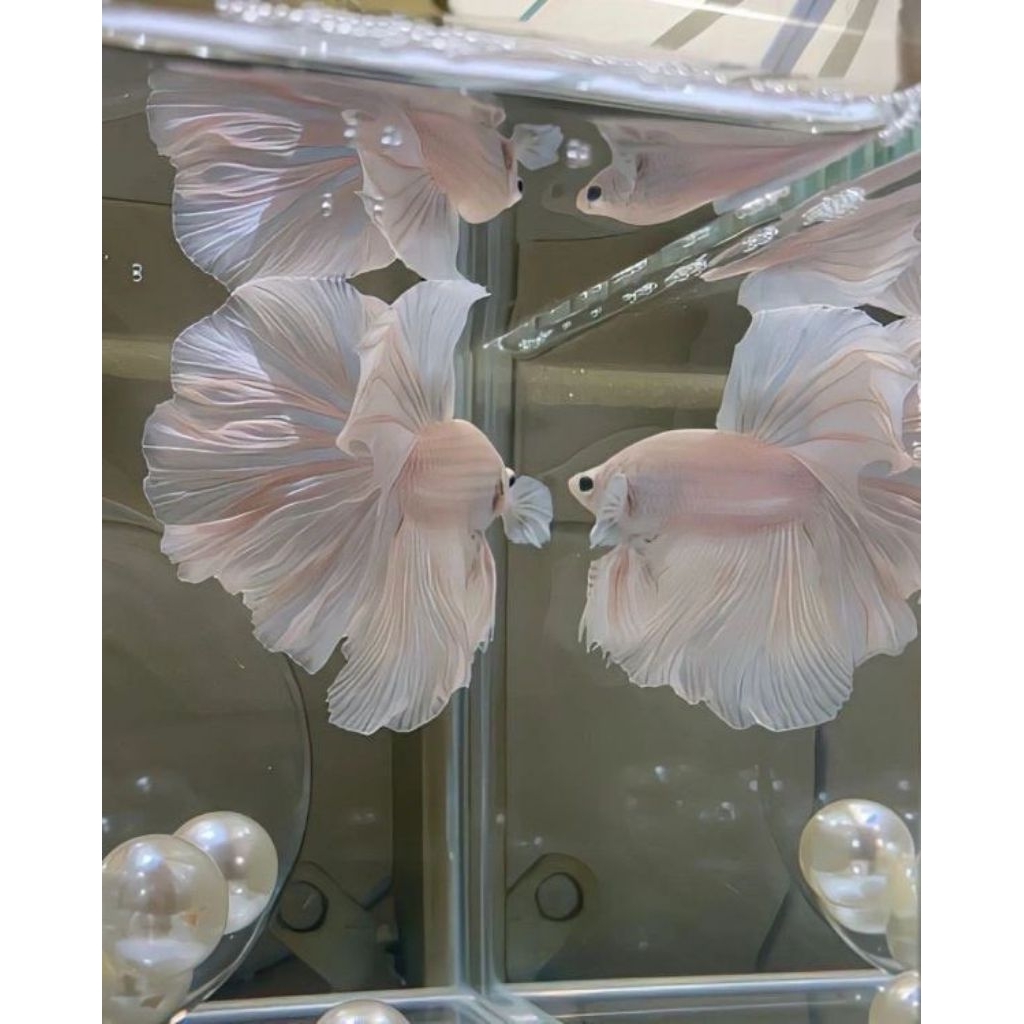 (PROMO) Cupang Halfmoon White Platinum (HMWP)