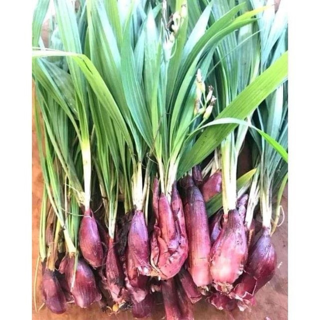 

1kg BAWANG DAYAK MASIH ADA AKARNYA