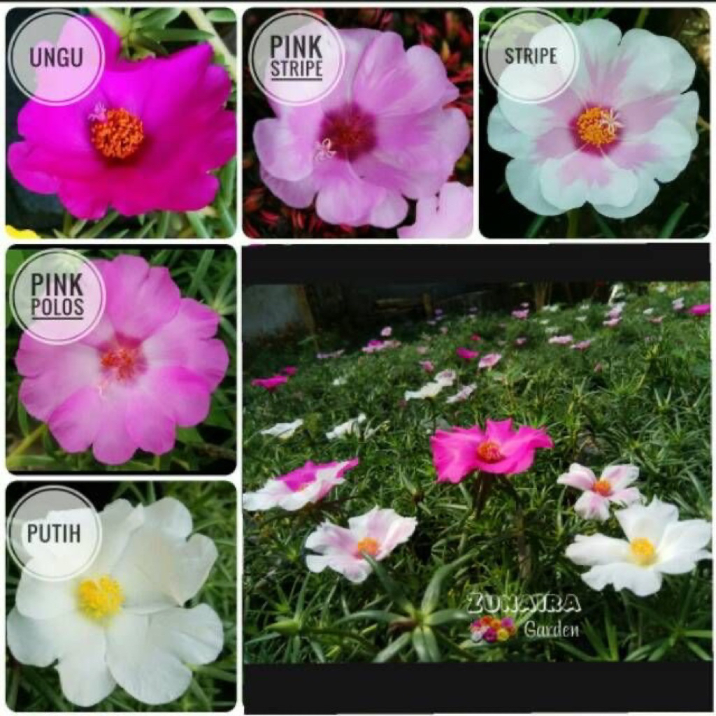 BUNGA JUMBO ~ bunga krokot GIANT ~bunga krokot pukul 9