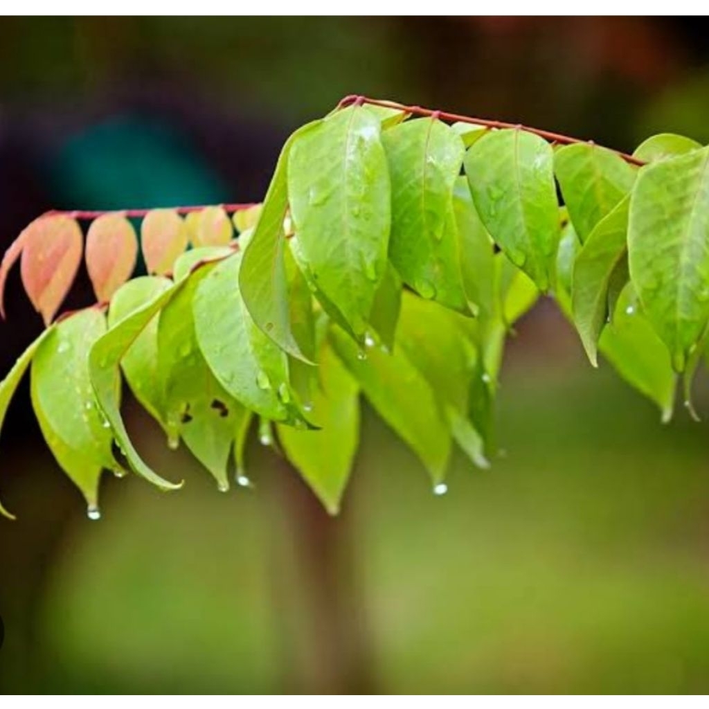 

Daun belimbing manis segar petik langsung 100 gram