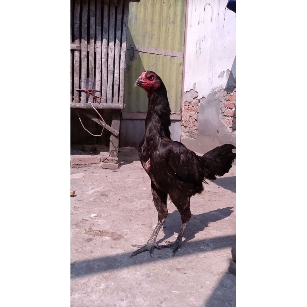 

Telur fertil ayam kaki Ubed nogo temurun istimewa
