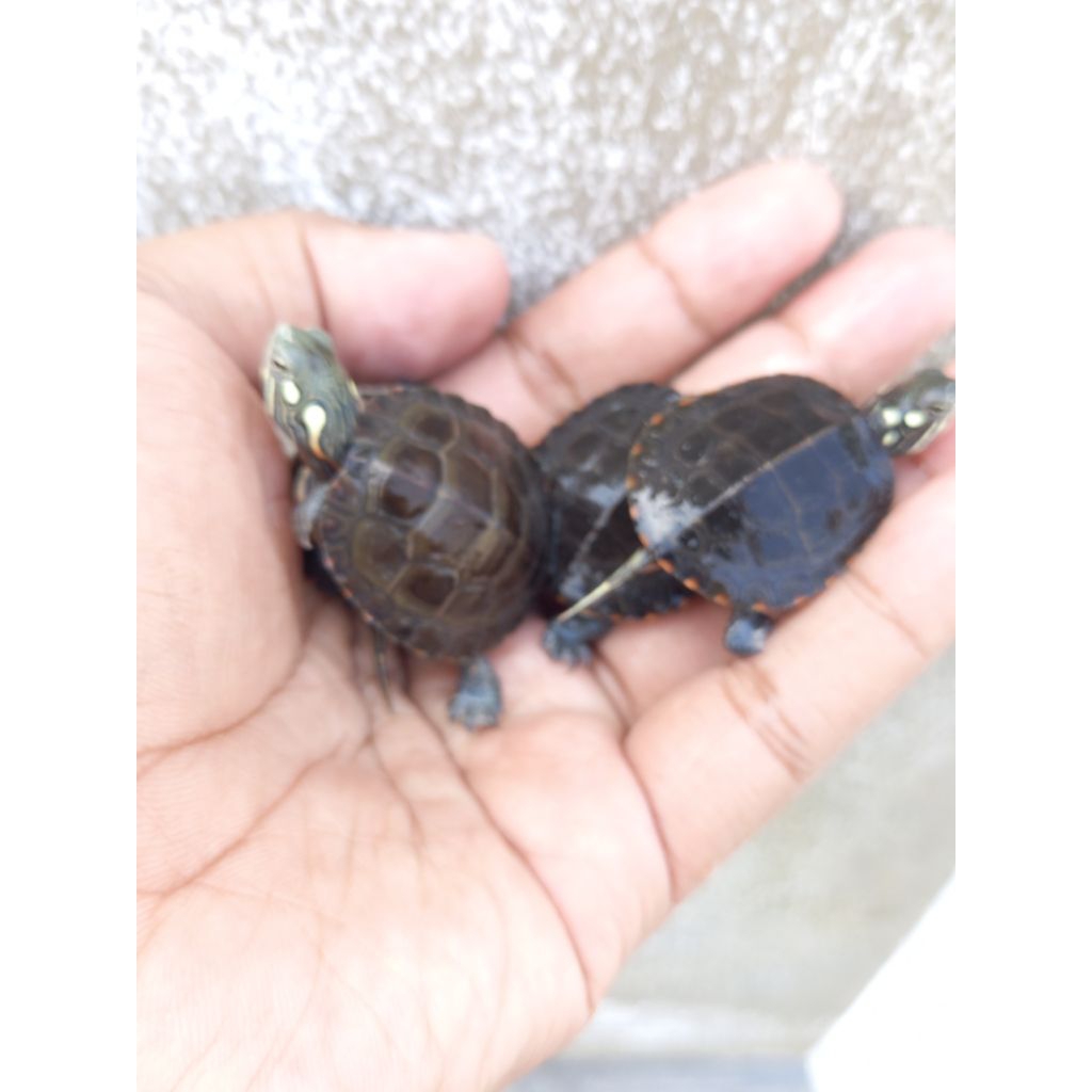 kura kura air Painted turtle picta-picta