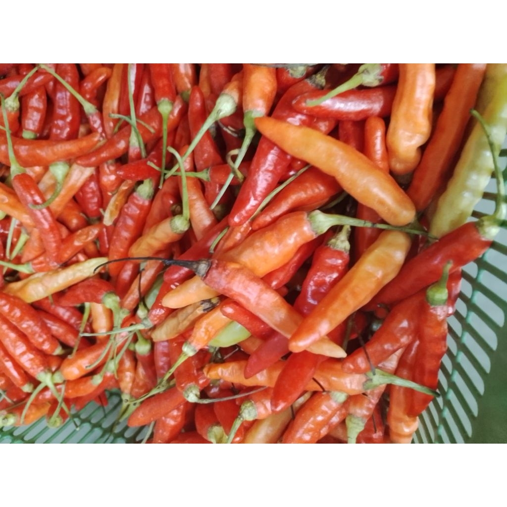 

Cabai Rawit Merah Pilihan Fresh 1KG