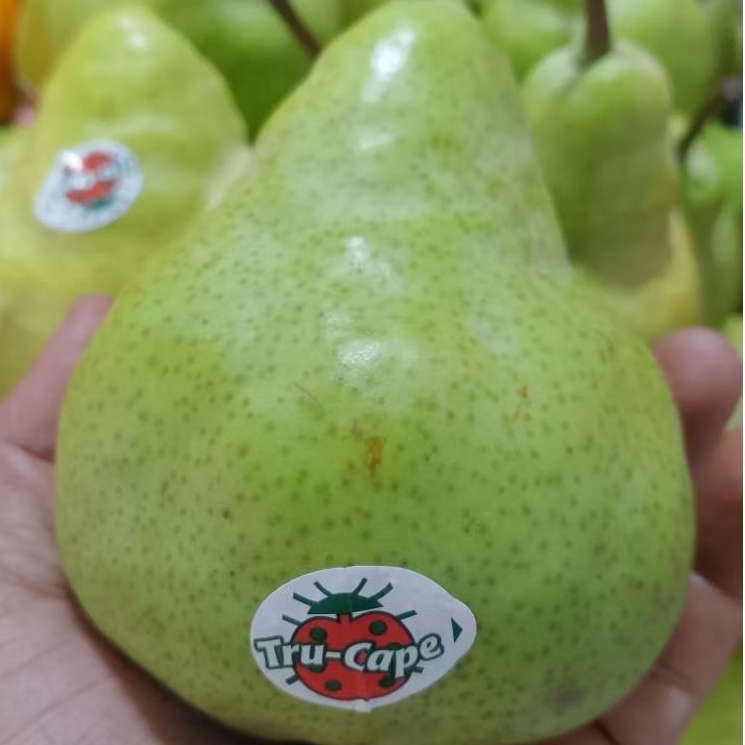 

PIR IJO PIR PAKAM PIR JAMBU