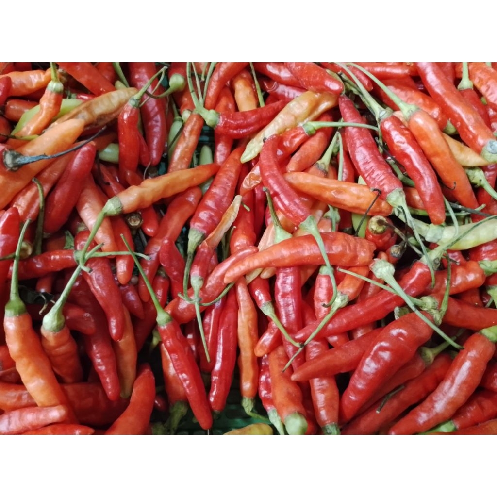 

Cabai Rawit Merah Pilahan Fresh 1 KG