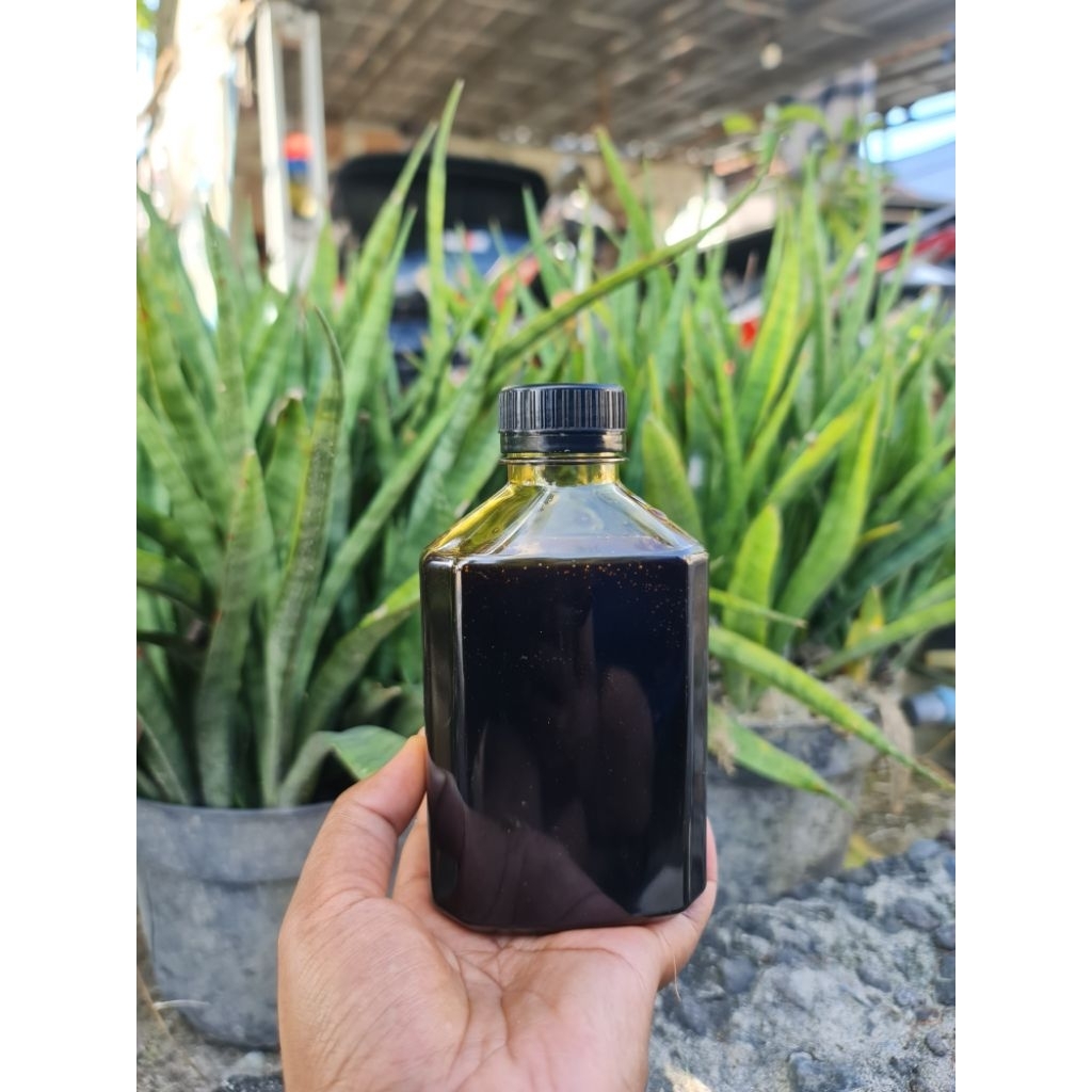 

Madu hitam hutan riau