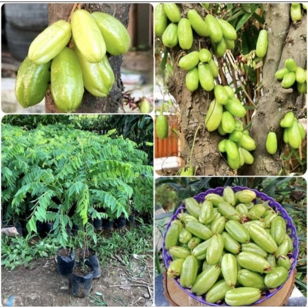 Pohon belimbing wuluh - bibit tanaman pohon belimbing wuluh/sayur