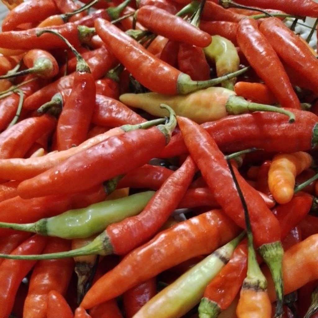 

Cabai Rawit Merah Pilihan Fresh 1KG