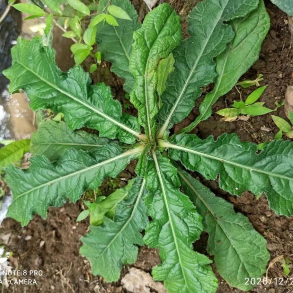 

Daun tapak lima netto 150 gr sayur beku