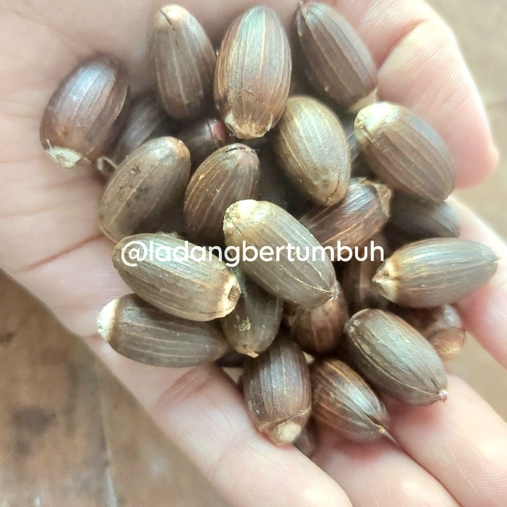 

Biji Melinjo Kupas Segar - LADANG BERTUMBUH