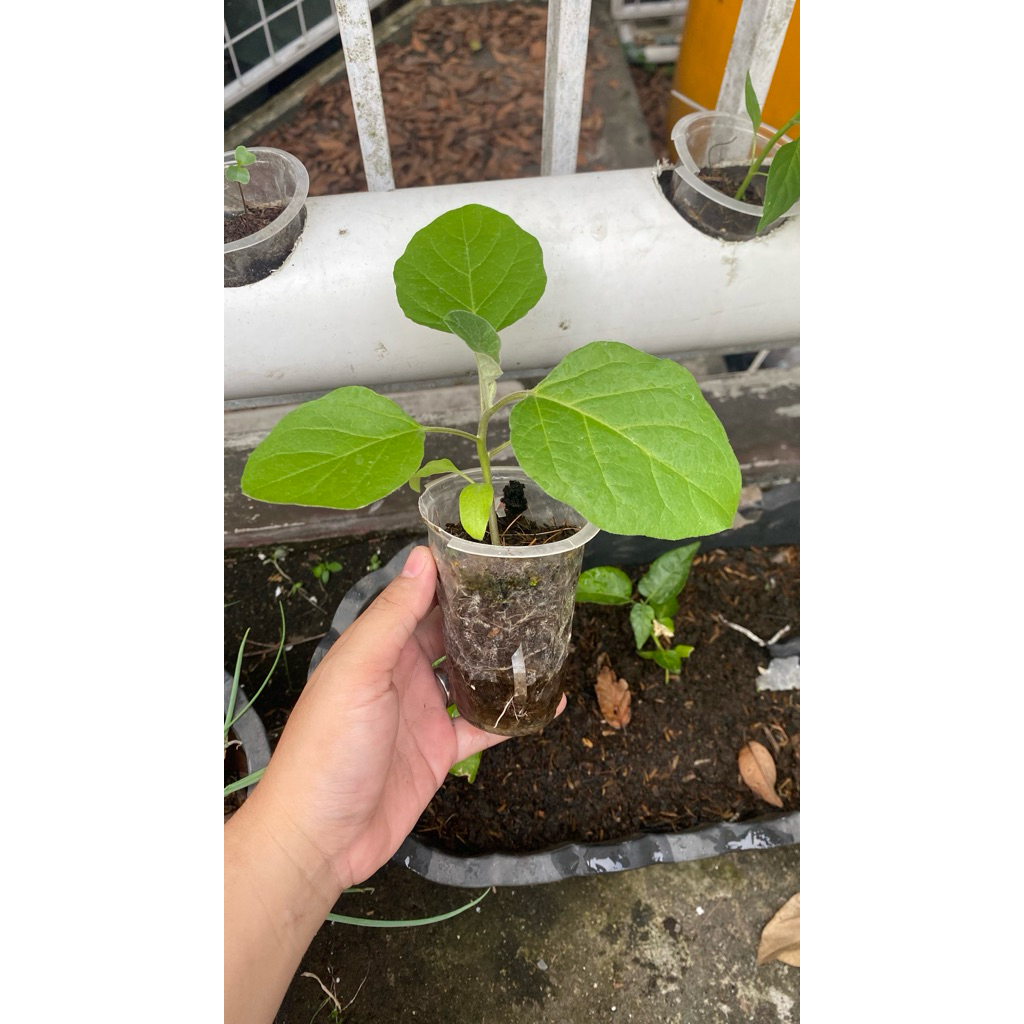 Bibit Tanaman Terong Ungu siap tanam