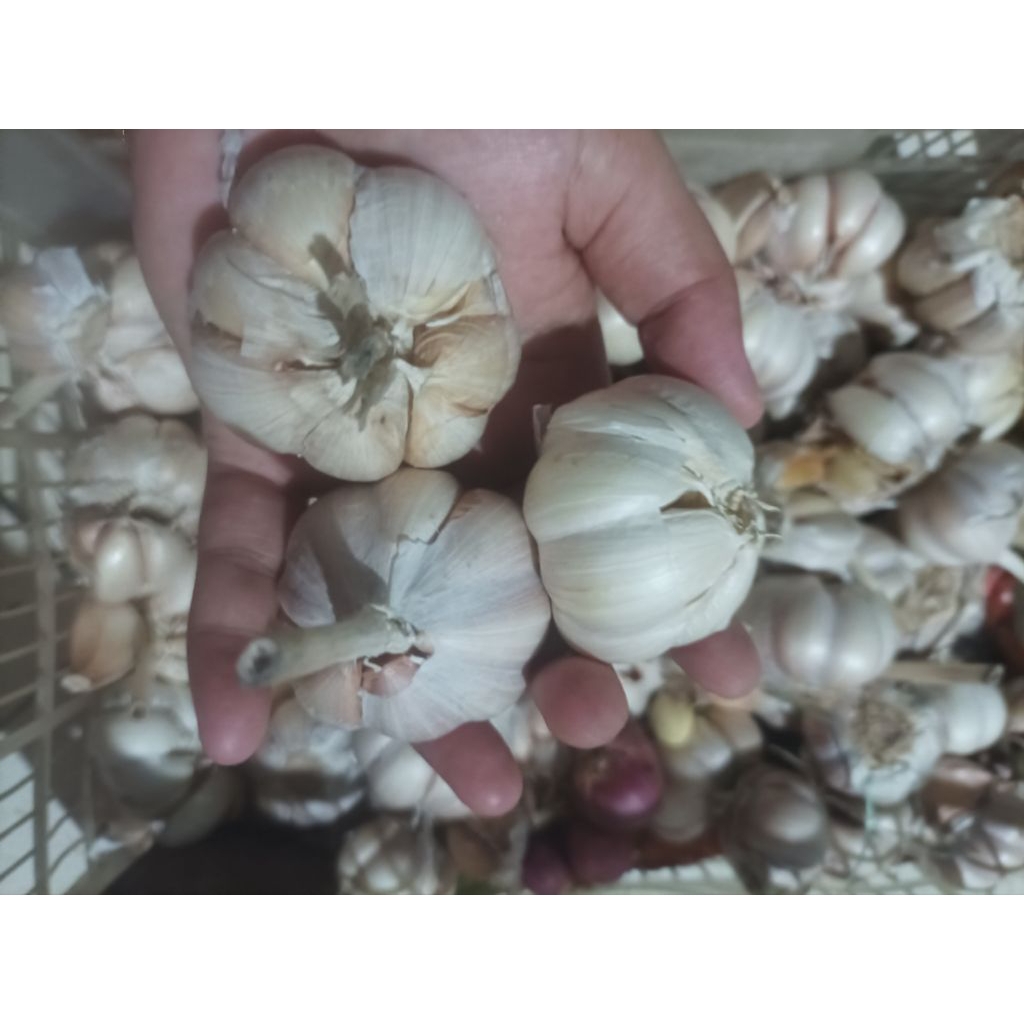 

Bawang Apel 250gram