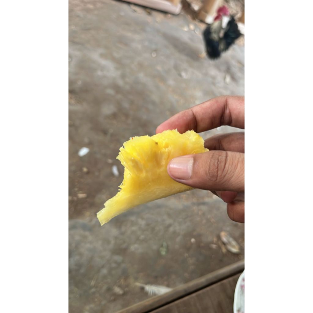 

Bodin goreng cokotan